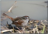 Bruant des marais ( Swamp Sparrow )