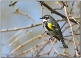 Paruline  croupion jaune ( Yellow-rumped Warbler )