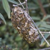 ...nest of wasps