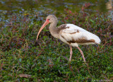 Ibis blanc/White Ibis