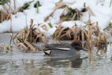 Wintertaling/Teal