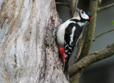 Grote Bonte Specht/Great Spotted Woodpecker