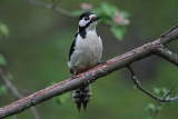 Grote Bonte Specht/Great Spotted Woodpecker