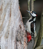 Grote Bonte Specht/Great Spotted Woodpecker