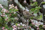 Groenling/Greenfinch