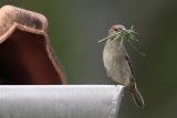 Huismus/House Sparrow