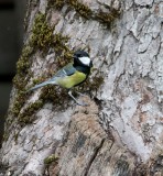 Koolmees/Great Tit