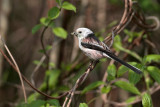 Staartmees/Long-tailed Tit