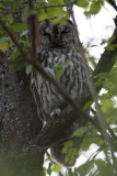 Bosuil/Tawny Owl