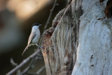 Glanskop/Marsh Tit