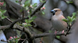 Appelvink/Hawfinch