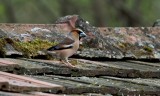 Appelvink/Hawfinch