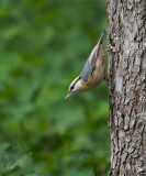 Boomklever/Nuthatch