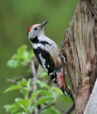 Middelste Bonte Specht/Middle Spotted Woodpecker