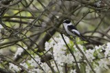 Withalsvliegenvanger/Collared Flycatcher