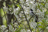 Withalsvliegenvanger/Collared Flycatcher
