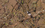 Withalsvliegenvanger/Collared Flycatcher