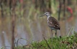 Bosruiter/Wood Sandpiper