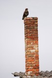 Buizerd/Chimney Buzzard