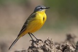 Gele Kwikstaart/Yellow Wagtail