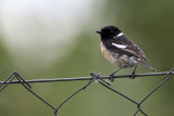 Roodborsttapuit/Stonechat