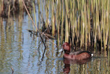 WitoogeendFerruginous Duck