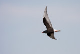 Witvleugelstern/White-winged Tern