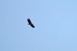 Zeearend/White-tailed Eagle