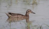 Zomertaling/Garganey