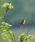 Grauwe Klauwier/Red-backed Shrike