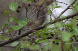 Krekelzanger/River Warbler