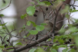 Krekelzanger/River Warbler