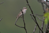 Sperwergrasmus/Barred Warbler