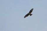 Wespendief/Honey Buzzard