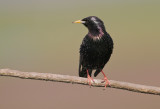 Spreeuw/Starling