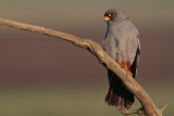 Roodpootvalk/Red-footed Falcon
