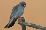 Roodpootvalk/Red-footed Falcon