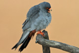 Roodpootvalk/Red-footed Falcon