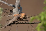 Roodpootvalk/Red-footed Falcon