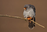 Roodpootvalk/Red-footed Falcon