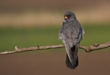 Roodpootvalk/Red-footed Falcon