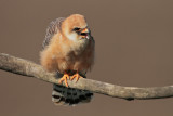 Roodpootvalk/Red-footed Falcon