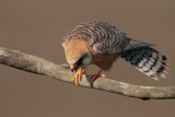 Roodpootvalk/Red-footed Falcon