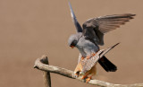 Roodpootvalk/Red-footed Falcon