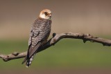Roodpootvalk/Red-footed Falcon