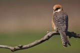 Roodpootvalk/Red-footed Falcon