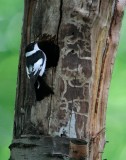 Withalsvliegenvanger/Collared Flycatcher