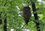Oeraluil/Ural Owl