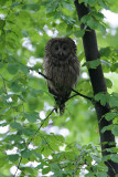 Oeraluil/Ural Owl