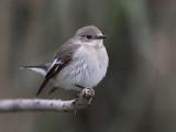 Collared Flycatcher